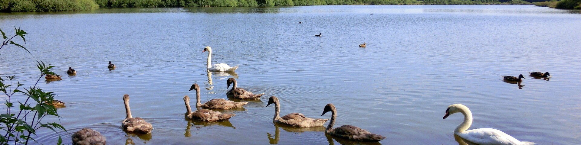 A lake with swans and ducks, surrounded by greenery and trees.