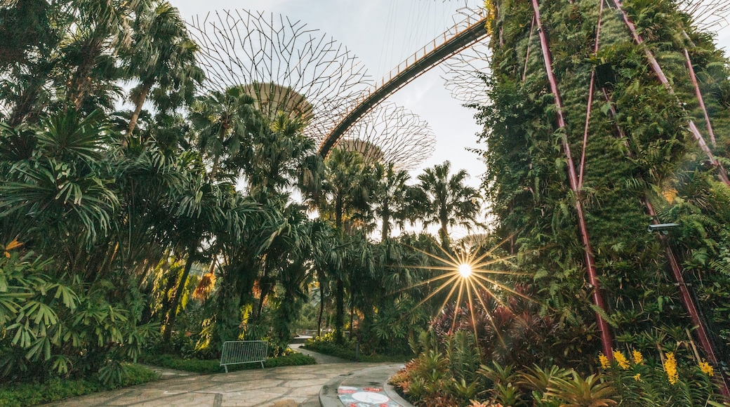 Gardens by the Bay featuring a garden and a sunset