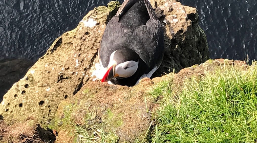 The cliffs host a wide variety of birds. They soar in the strong air currents and nest in precarious holds on the rocks