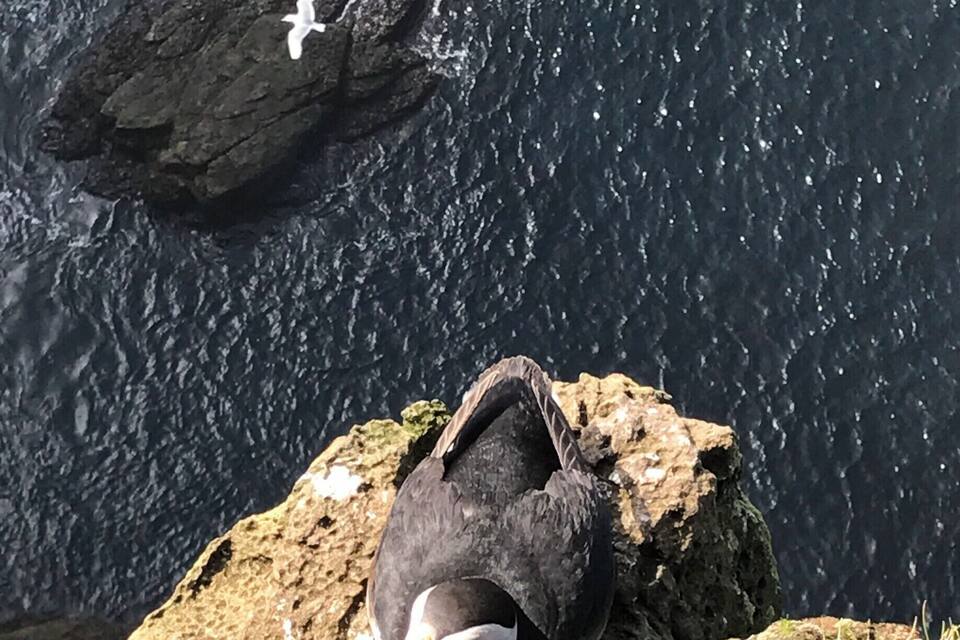 Een papegaaiduiker op een rots nabij water.