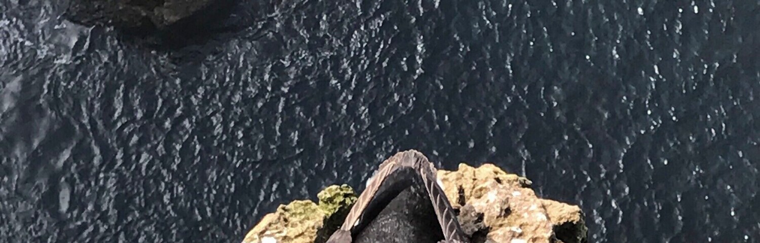 The cliffs host a wide variety of birds. They soar in the strong air currents and nest in precarious holds on the rocks