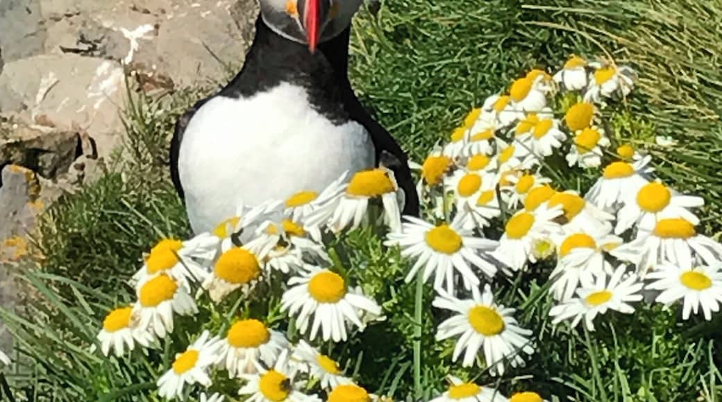 The rugged cliffs of western Iceland are home to a variety of birds. Puffins line the upper cliffs. They are fearless and can be approached.