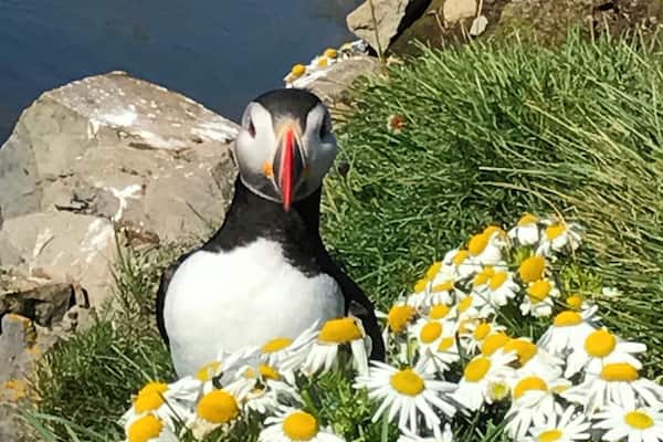 A puffin on a rocky shore with daisies.