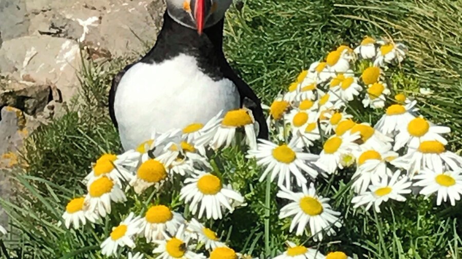 The rugged cliffs of western Iceland are home to a variety of birds. Puffins line the upper cliffs. They are fearless and can be approached.