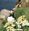 A puffin on a rocky shore with daisies.
