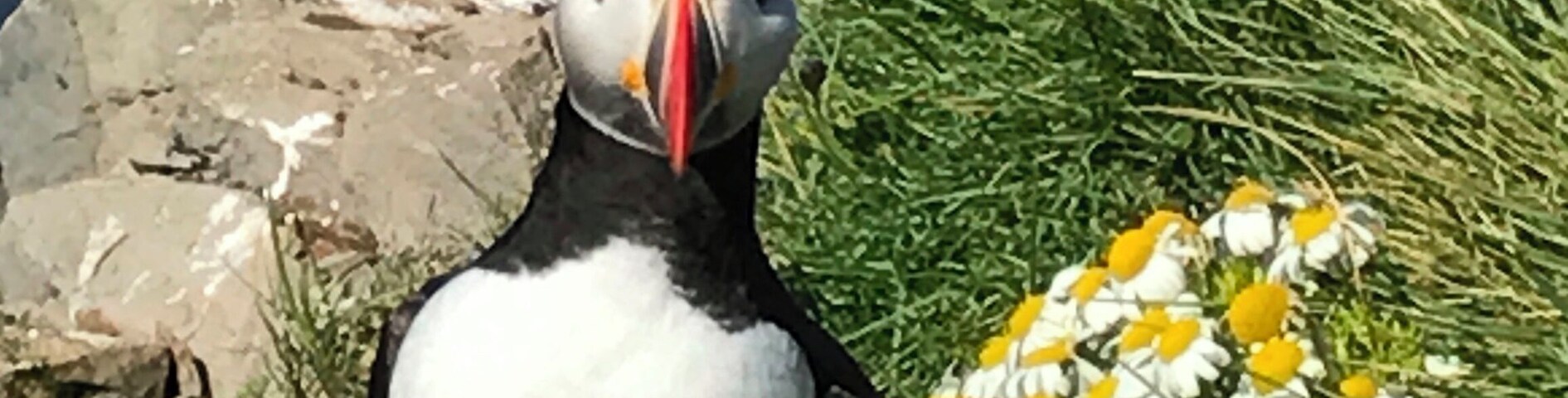 The rugged cliffs of western Iceland are home to a variety of birds. Puffins line the upper cliffs. They are fearless and can be approached.