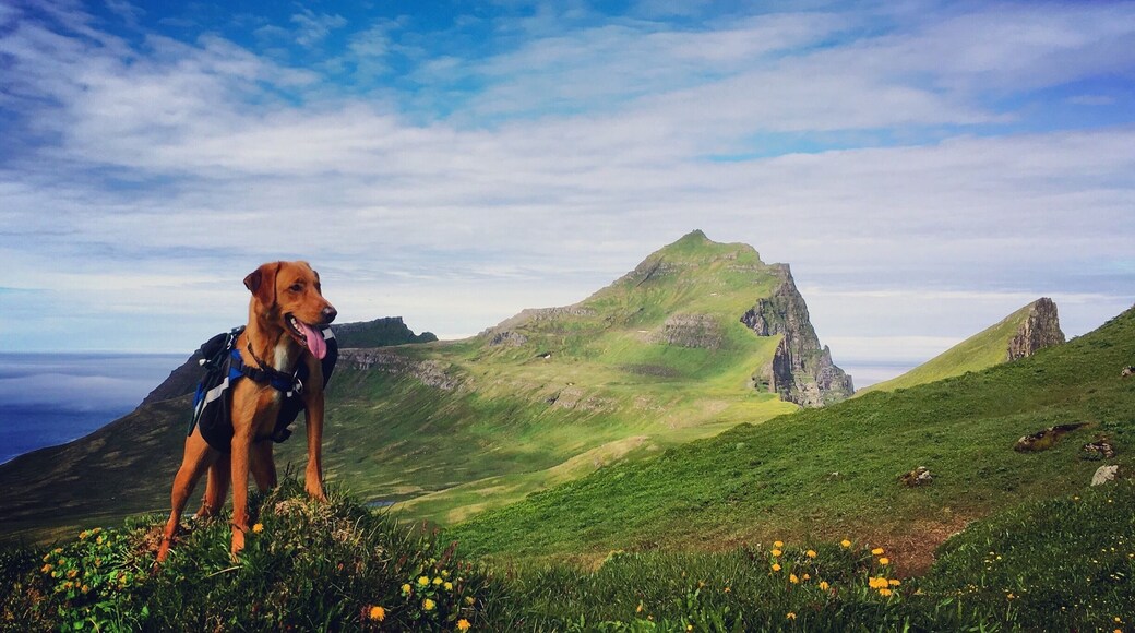 The hills are alive 🐶☀️🇮🇸
Me and Kaffon went for a 5 day campingtrip to Hornstrandir with friends 😊
Those 5 days were so amazing!!! The Icelandic nature is totally awesome and Hornstrandir are paradise on earth 😍🇮🇸
This photo is taken at in Hornvík how is without a doubt one of the most beautiful places in Iceland. It is surrounded by two of the three largest bird cliffs in Europe, has a mystic remoteness and magnificent cliffs. When millions of birds shout as loud as they can, one forgets the noise of the traffic and normal life. It is as far away as it can be and the term silence gets a new meaning. The cliffs reaches vertically an altitude of 4-500 meters 😊
More about Hornstrandir 😊
The most isolated place in Iceland, you have to travel there with boats and there is no electricity, no telephone or Internet connection there, only nature, foxes and the birds 😄
Tourists must bring along tents, if staying over night. It is necessary to bring warm and waterproof clothing even if you are just going to stay for few hours or for a few days. Snow can be expected at any time of the year and storms can break with little warning. Thick fog often occurs in the region. Being able to use a compass can come in handy and it is good to have GPS with you . All food must be brought along, and visitors should be prepared for delays. Boats are not always available to collect people at scheduled times. There are radios in emergency huts. A trip to Hornstrandir must be well organised !! — at Hornvík