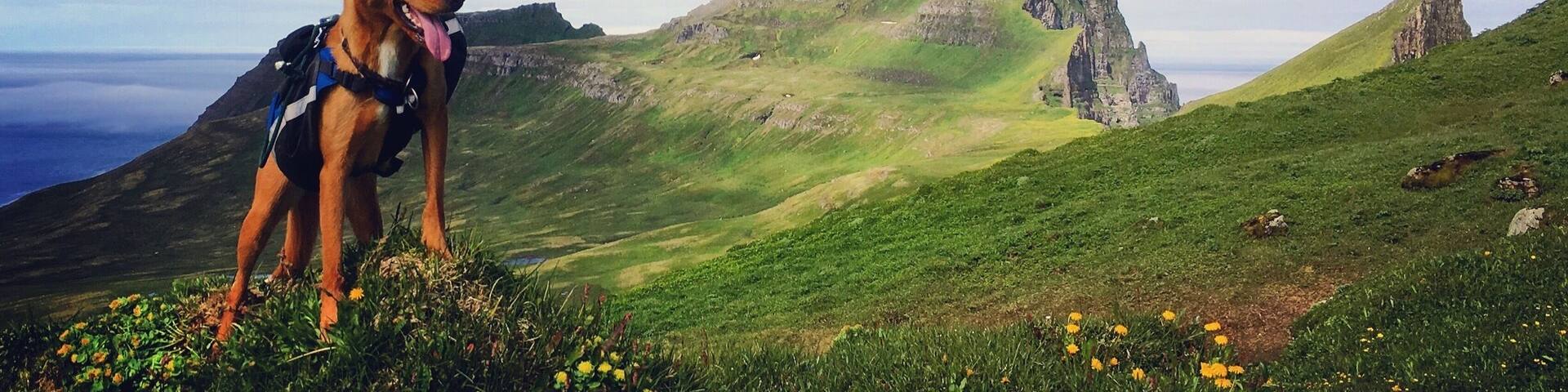 The hills are alive 🐶☀️🇮🇸
Me and Kaffon went for a 5 day campingtrip to Hornstrandir with friends 😊
Those 5 days were so amazing!!! The Icelandic nature is totally awesome and Hornstrandir are paradise on earth 😍🇮🇸
This photo is taken at in Hornvík how is without a doubt one of the most beautiful places in Iceland. It is surrounded by two of the three largest bird cliffs in Europe, has a mystic remoteness and magnificent cliffs. When millions of birds shout as loud as they can, one forgets the noise of the traffic and normal life. It is as far away as it can be and the term silence gets a new meaning. The cliffs reaches vertically an altitude of 4-500 meters 😊
More about Hornstrandir 😊
The most isolated place in Iceland, you have to travel there with boats and there is no electricity, no telephone or Internet connection there, only nature, foxes and the birds 😄
Tourists must bring along tents, if staying over night. It is necessary to bring warm and waterproof clothing even if you are just going to stay for few hours or for a few days. Snow can be expected at any time of the year and storms can break with little warning. Thick fog often occurs in the region. Being able to use a compass can come in handy and it is good to have GPS with you . All food must be brought along, and visitors should be prepared for delays. Boats are not always available to collect people at scheduled times. There are radios in emergency huts. A trip to Hornstrandir must be well organised !! — at Hornvík
