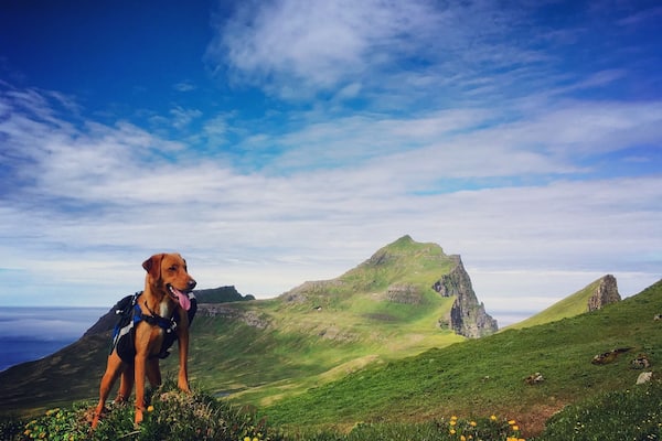 The hills are alive 🐶☀️🇮🇸
Me and Kaffon went for a 5 day campingtrip to Hornstrandir with friends 😊
Those 5 days were so amazing!!! The Icelandic nature is totally awesome and Hornstrandir are paradise on earth 😍🇮🇸
This photo is taken at in Hornvík how is without a doubt one of the most beautiful places in Iceland. It is surrounded by two of the three largest bird cliffs in Europe, has a mystic remoteness and magnificent cliffs. When millions of birds shout as loud as they can, one forgets the noise of the traffic and normal life. It is as far away as it can be and the term silence gets a new meaning. The cliffs reaches vertically an altitude of 4-500 meters 😊
More about Hornstrandir 😊
The most isolated place in Iceland, you have to travel there with boats and there is no electricity, no telephone or Internet connection there, only nature, foxes and the birds 😄
Tourists must bring along tents, if staying over night. It is necessary to bring warm and waterproof clothing even if you are just going to stay for few hours or for a few days. Snow can be expected at any time of the year and storms can break with little warning. Thick fog often occurs in the region. Being able to use a compass can come in handy and it is good to have GPS with you . All food must be brought along, and visitors should be prepared for delays. Boats are not always available to collect people at scheduled times. There are radios in emergency huts. A trip to Hornstrandir must be well organised !! — at Hornvík