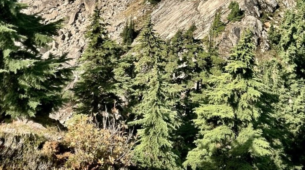 The trail to Beckler Peak opened in Sept 2011. Lovely new hike to a series if three peaks that comprise Beckler Peak. The photo contains the two eastern peaks, neither accessible via the trail (at least one requires rope to summit). The trail ends at the non-technical west peak, from which this photo was snapped. Note Sloan Peak in the distance in the center-right background.