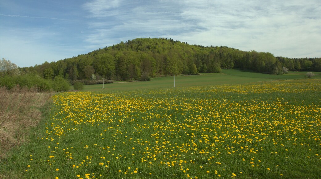 Burgstall Hartenfels - Ansicht des Hartenfelsens aus südlicher Richtung