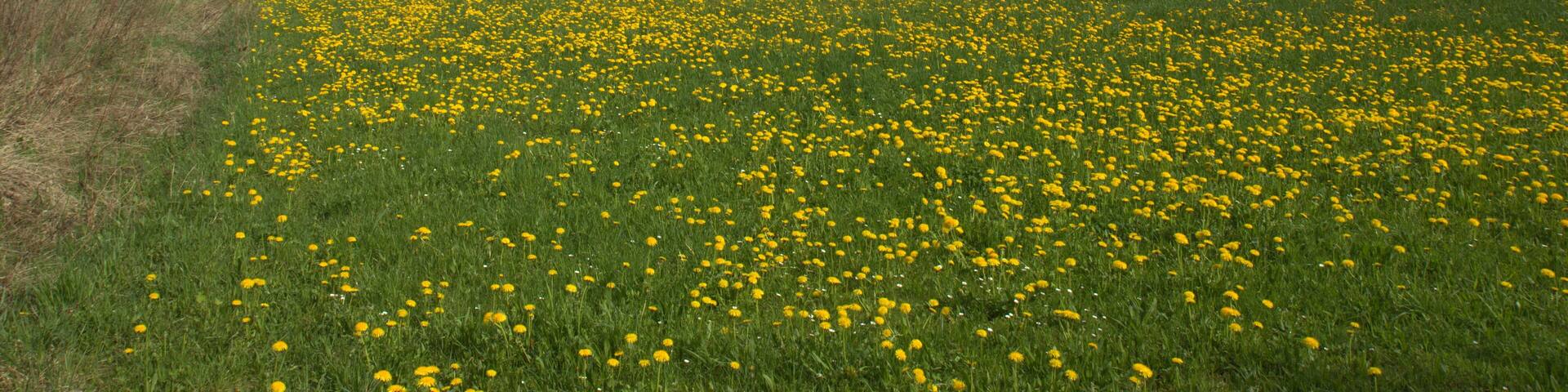 Burgstall Hartenfels - Ansicht des Hartenfelsens aus sĂŒdlicher Richtung