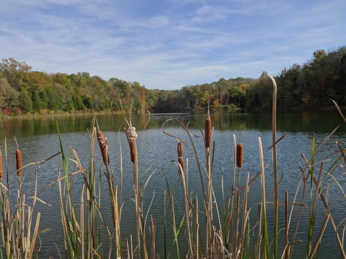 A view through the cattails of Big Bone Lake inside Big Bone Lick State Park.