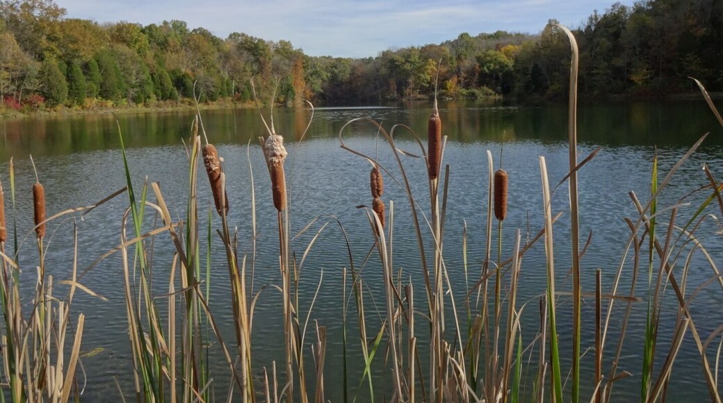 A view through the cattails of Big Bone Lake inside Big Bone Lick State Park.