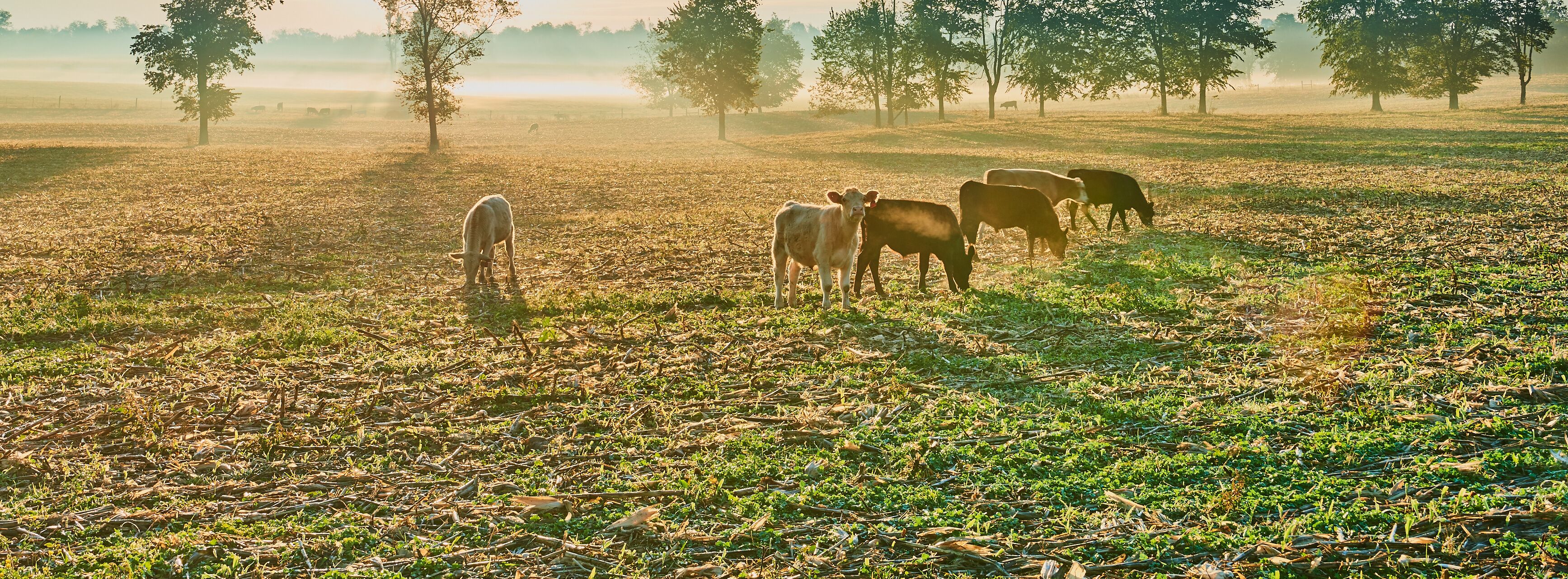 Cows in a Cornfield