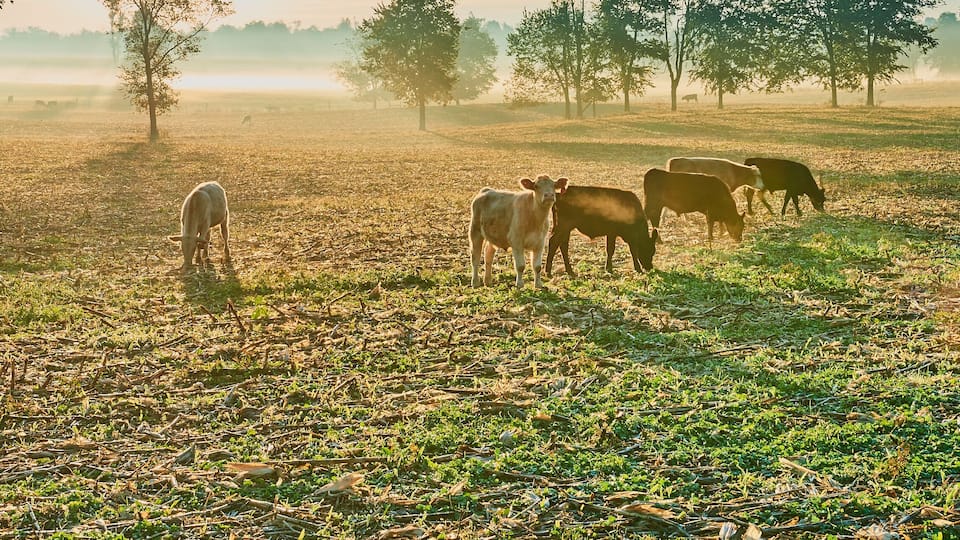 A misty field with cows grazing and trees in the background.