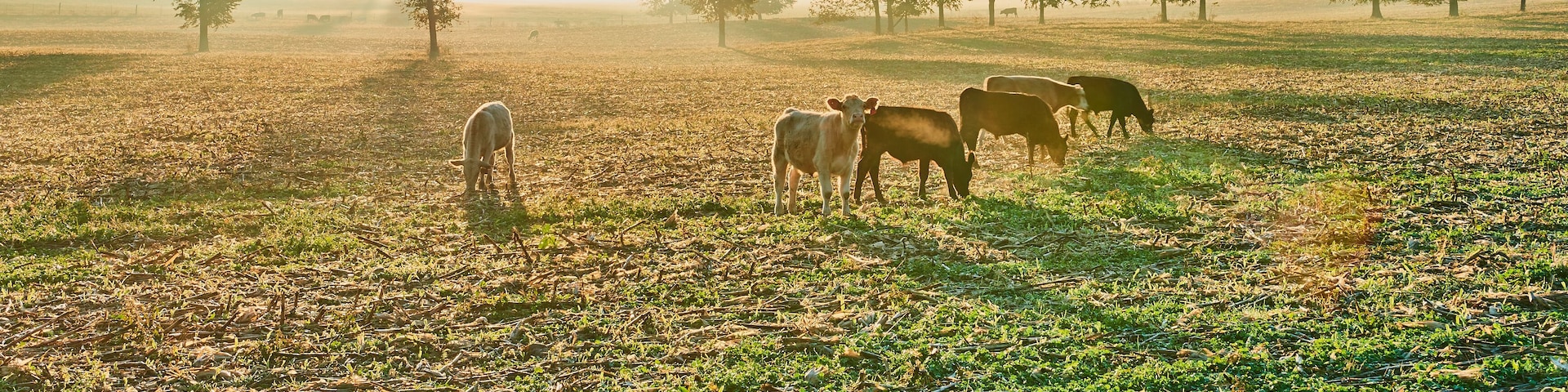Cows in a Cornfield