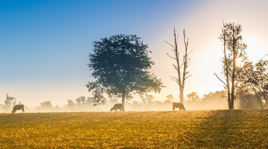 Cows Feeding at Sunrise