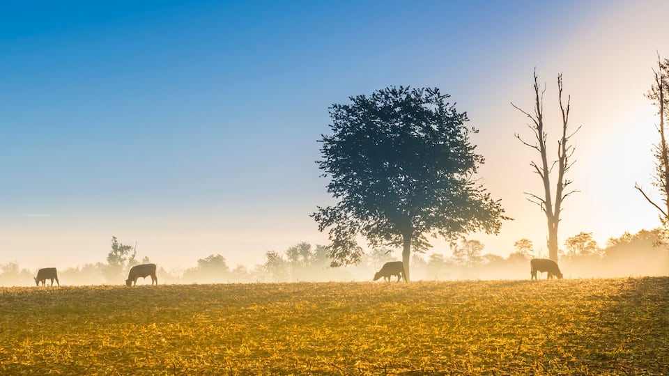 A misty field with grazing cattle and trees.