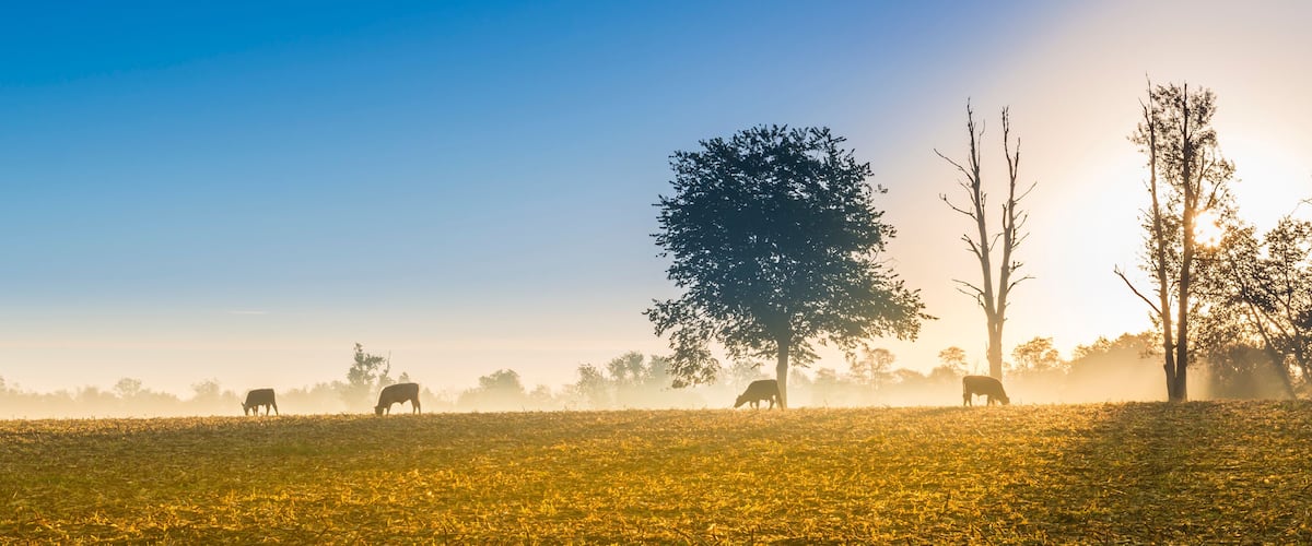 A misty field with grazing cattle and trees.