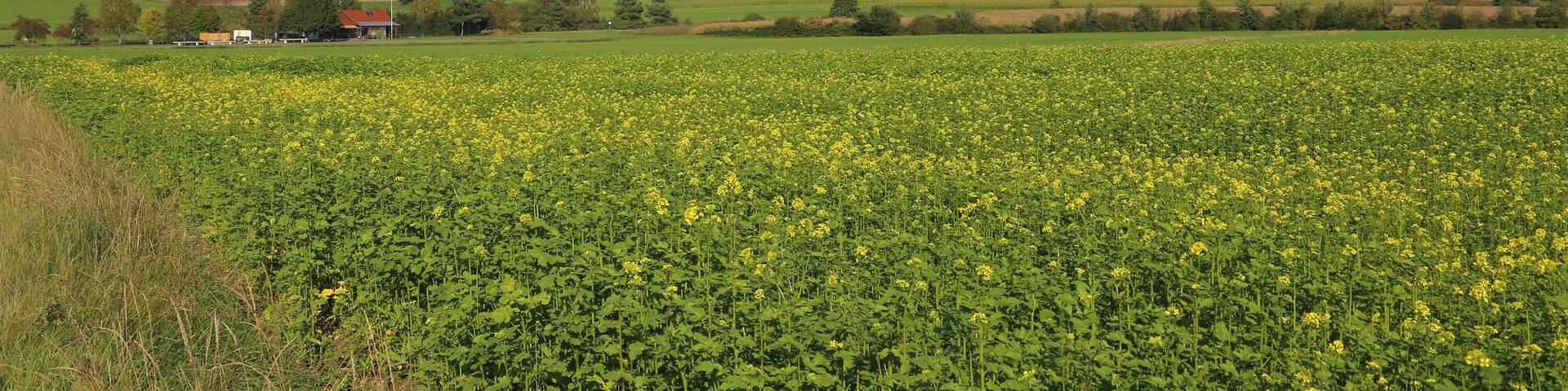 Murner See, view towards Schwarzenfeld (Oberpfälzer Seenland, Bavaria).