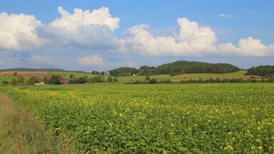 Ein Feld mit gelben Blumen, sanfte Hügel und einige Häuser in der Ferne.