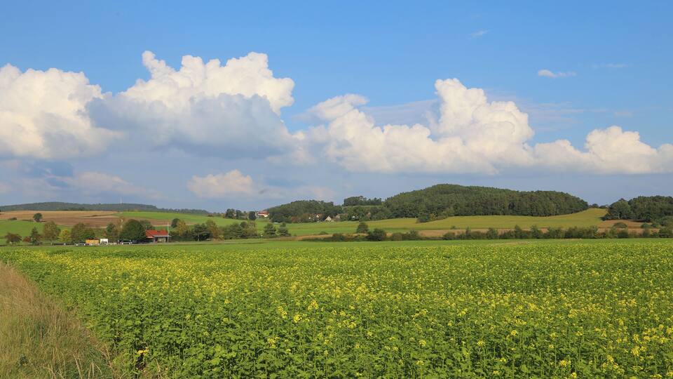 A field of yellow flowers, rolling hills, and a few houses in the distance.