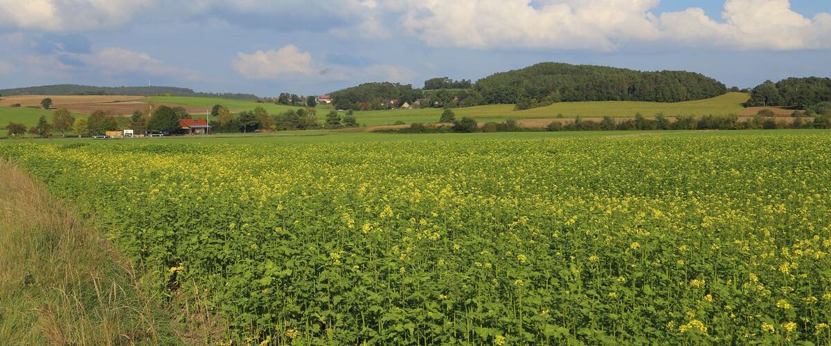 A field of yellow flowers, rolling hills, and a few houses in the distance.