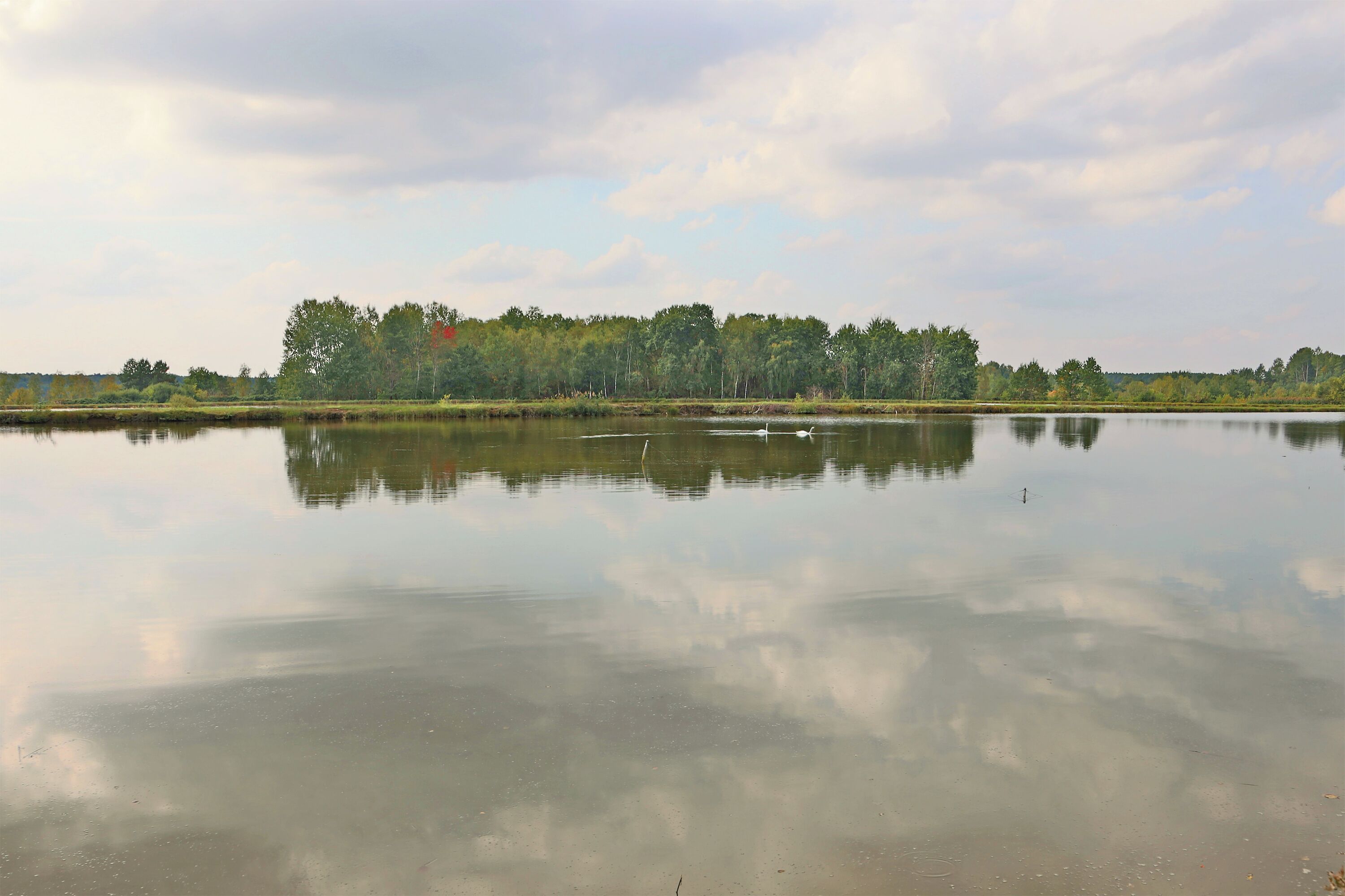 Pond for fish farming at the Murner See (Oberpfalz, Germany)
