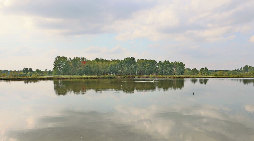 Pond for fish farming at the Murner See (Oberpfalz, Germany)