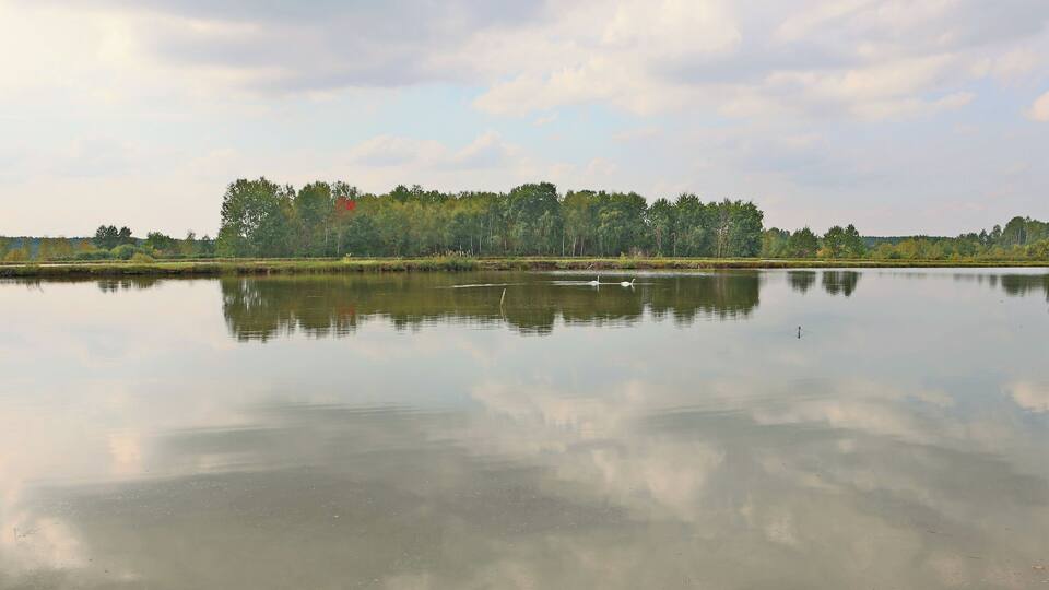 A calm lake with reflections of trees and a cloudy sky.