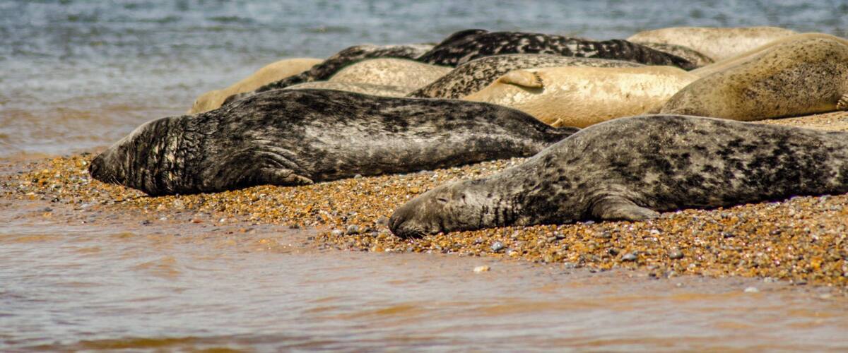 View of seal watching boat at Blakeney Point.