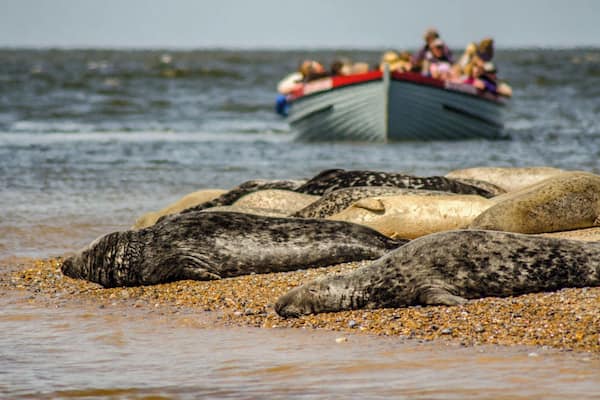 View of seal watching boat at Blakeney Point.