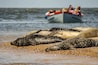 View of seal watching boat at Blakeney Point.