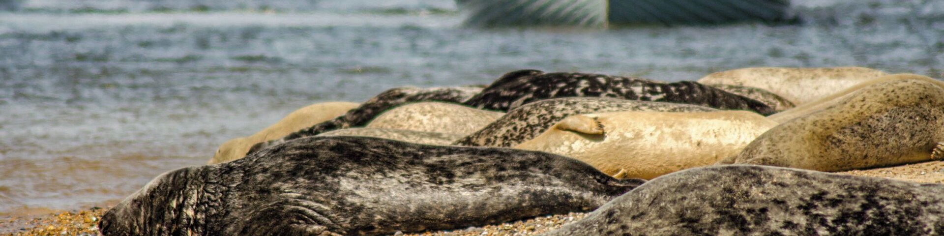 View of seal watching boat at Blakeney Point.