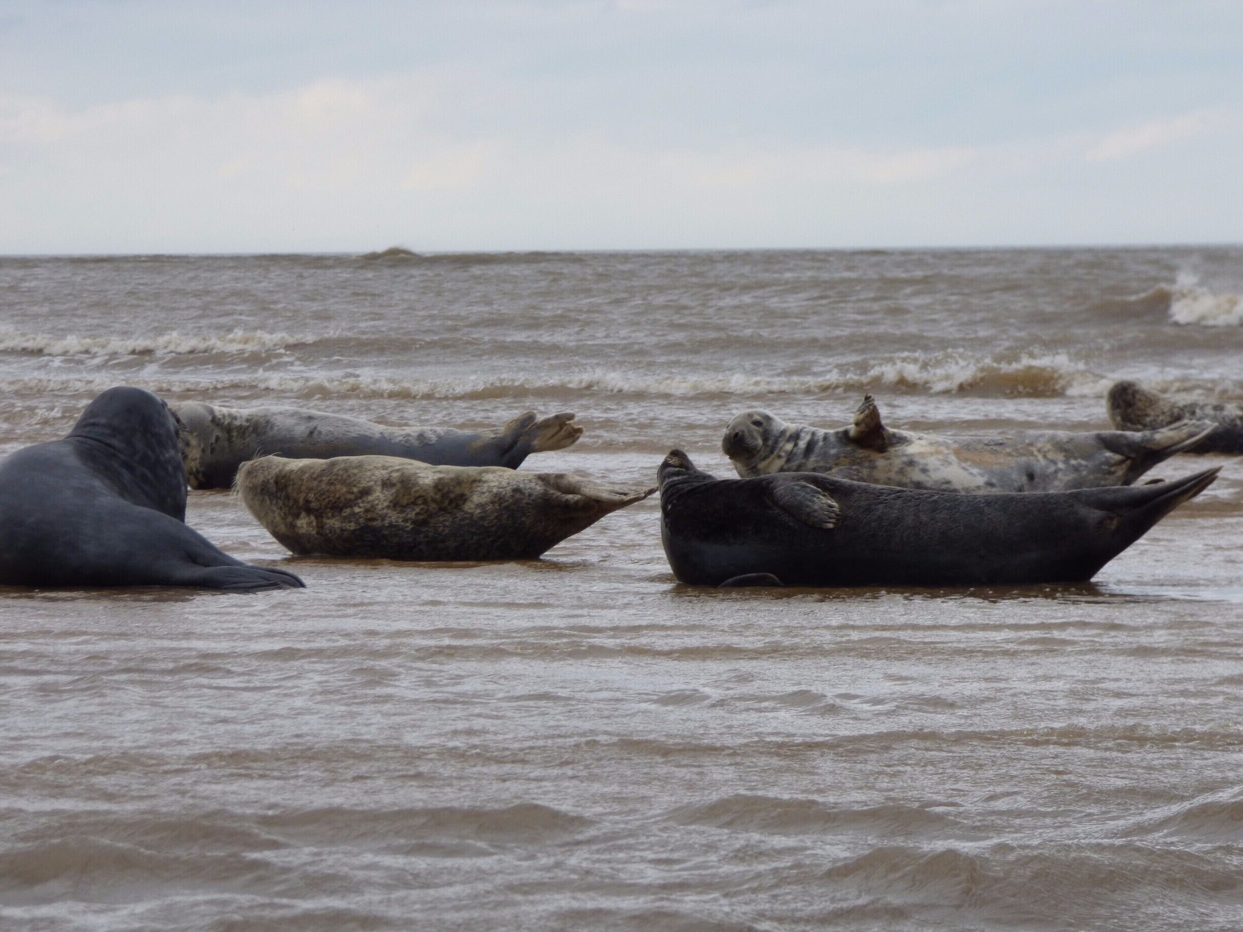 Blakeney point is the perfect place to see our native Grey and Common Seals. A boat trip from morston is the best way to see these basking beauties. :)