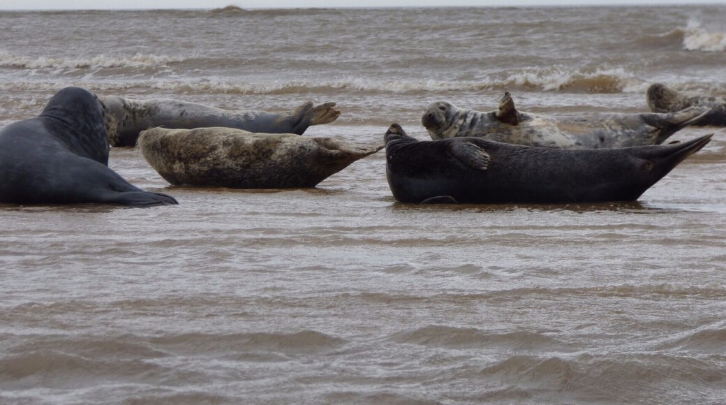 Blakeney point is the perfect place to see our native Grey and Common Seals. A boat trip from morston is the best way to see these basking beauties. :)