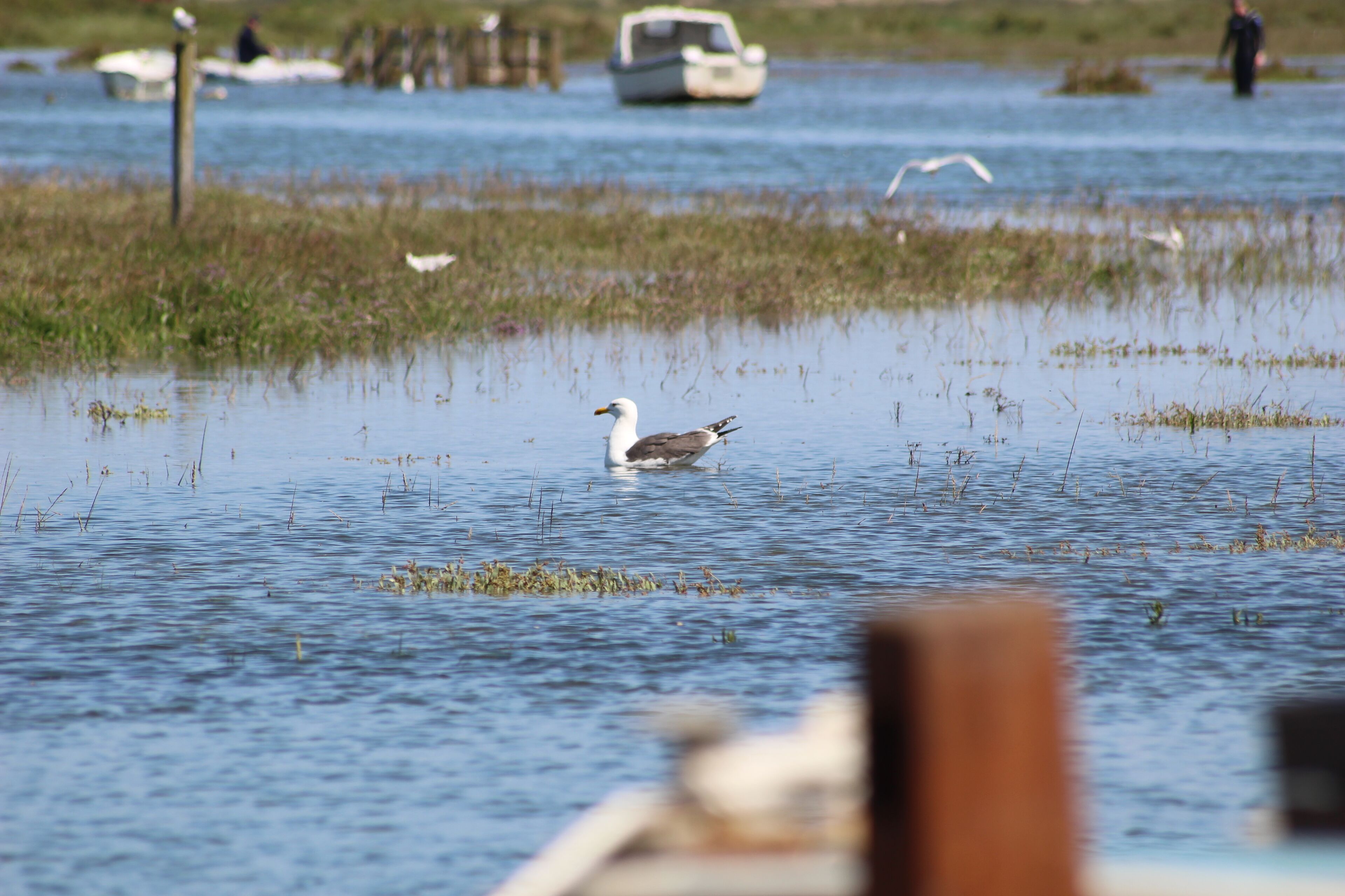Swimming Gull