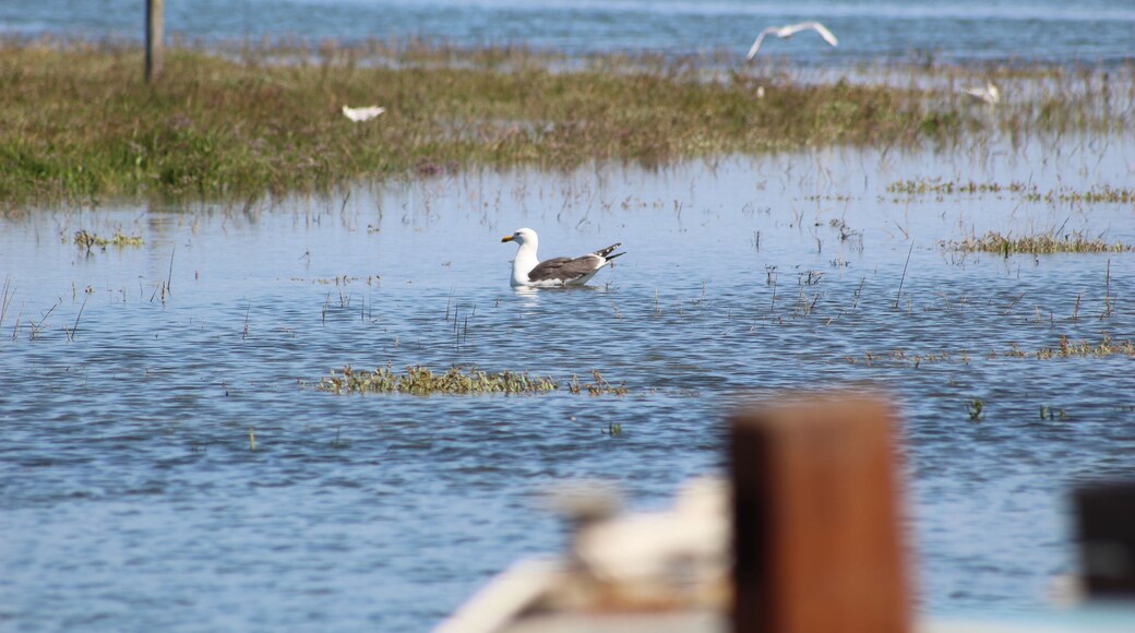Swimming Gull