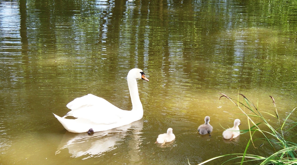 Ein Schwan mit seinen Jungtieren auf der Vils im Naturschutzgebiet Vils-Engtal.