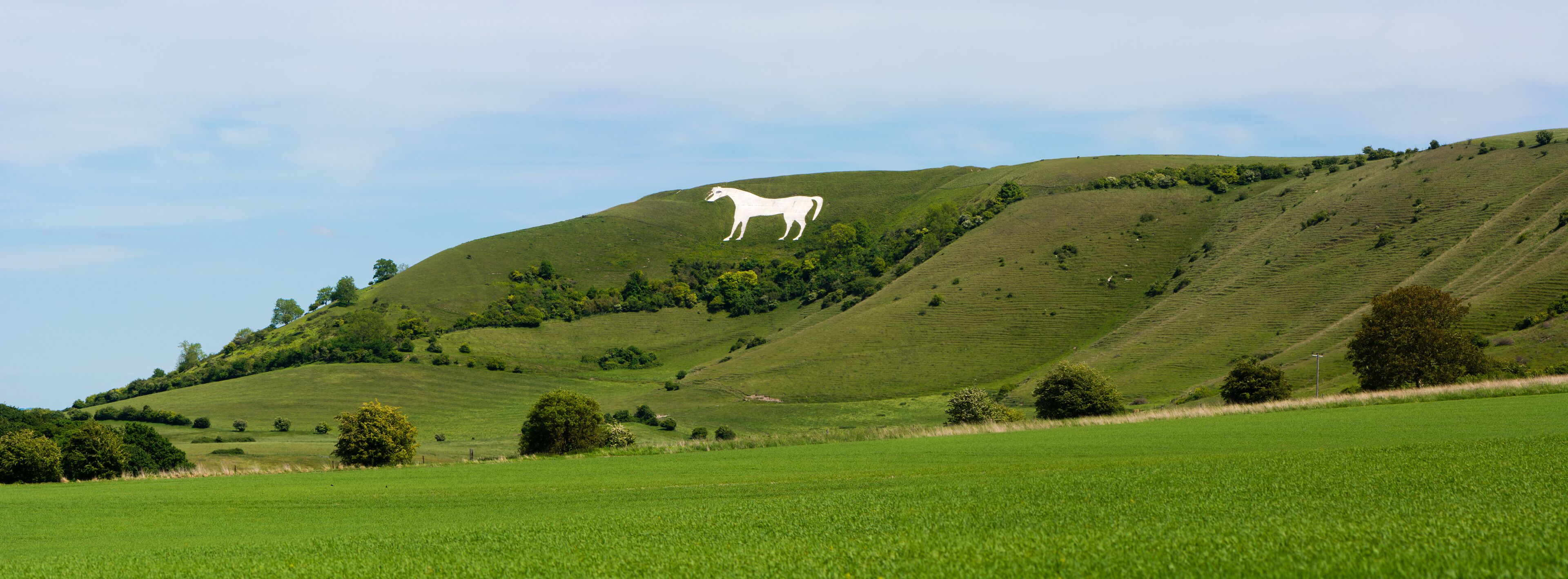 Panorama of Westbury White Horse. Hill figure created by exposing white chalk on the escarpment of Salisbury Plain in Wiltshire, UK