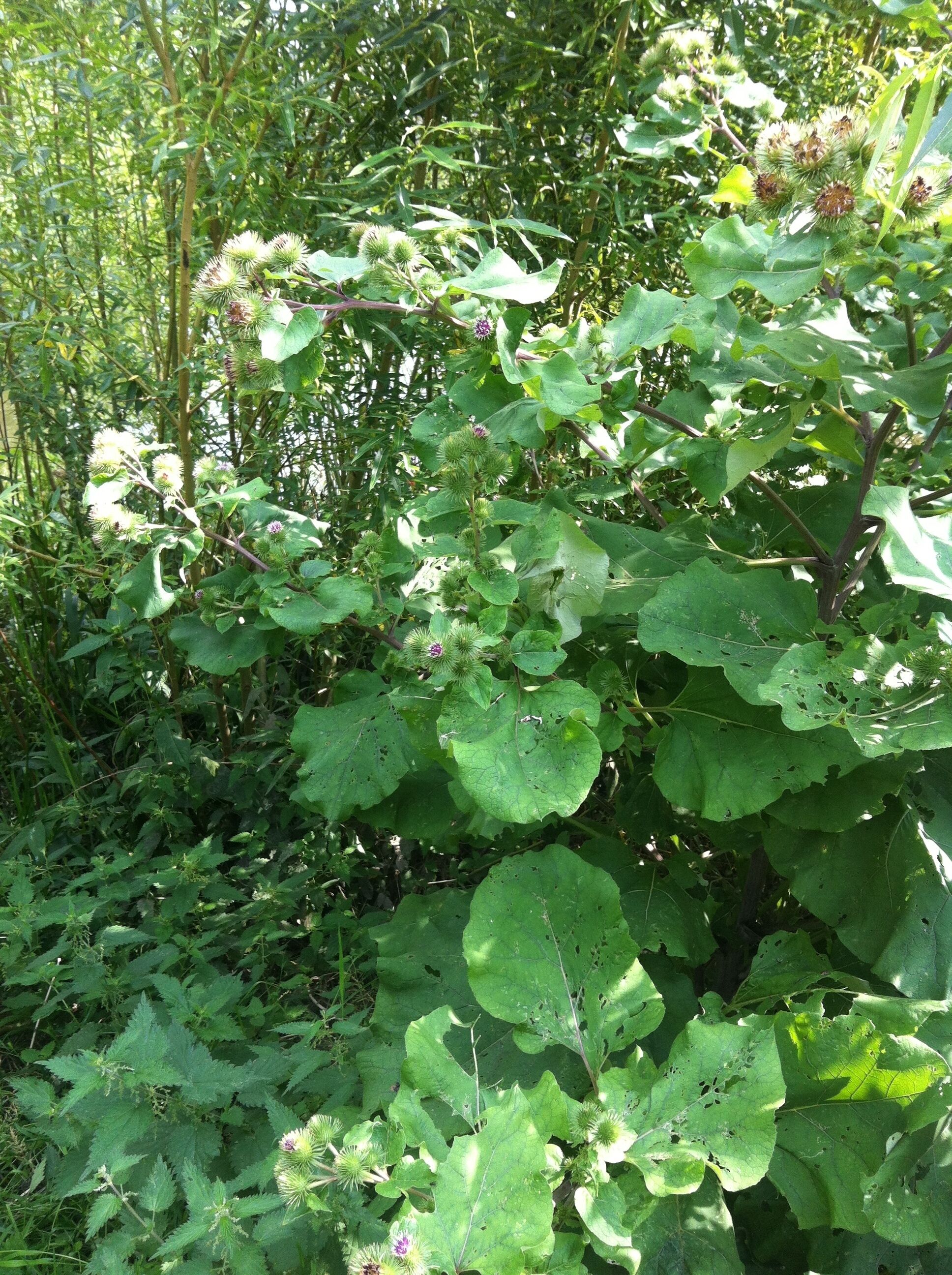 Arctium lappa