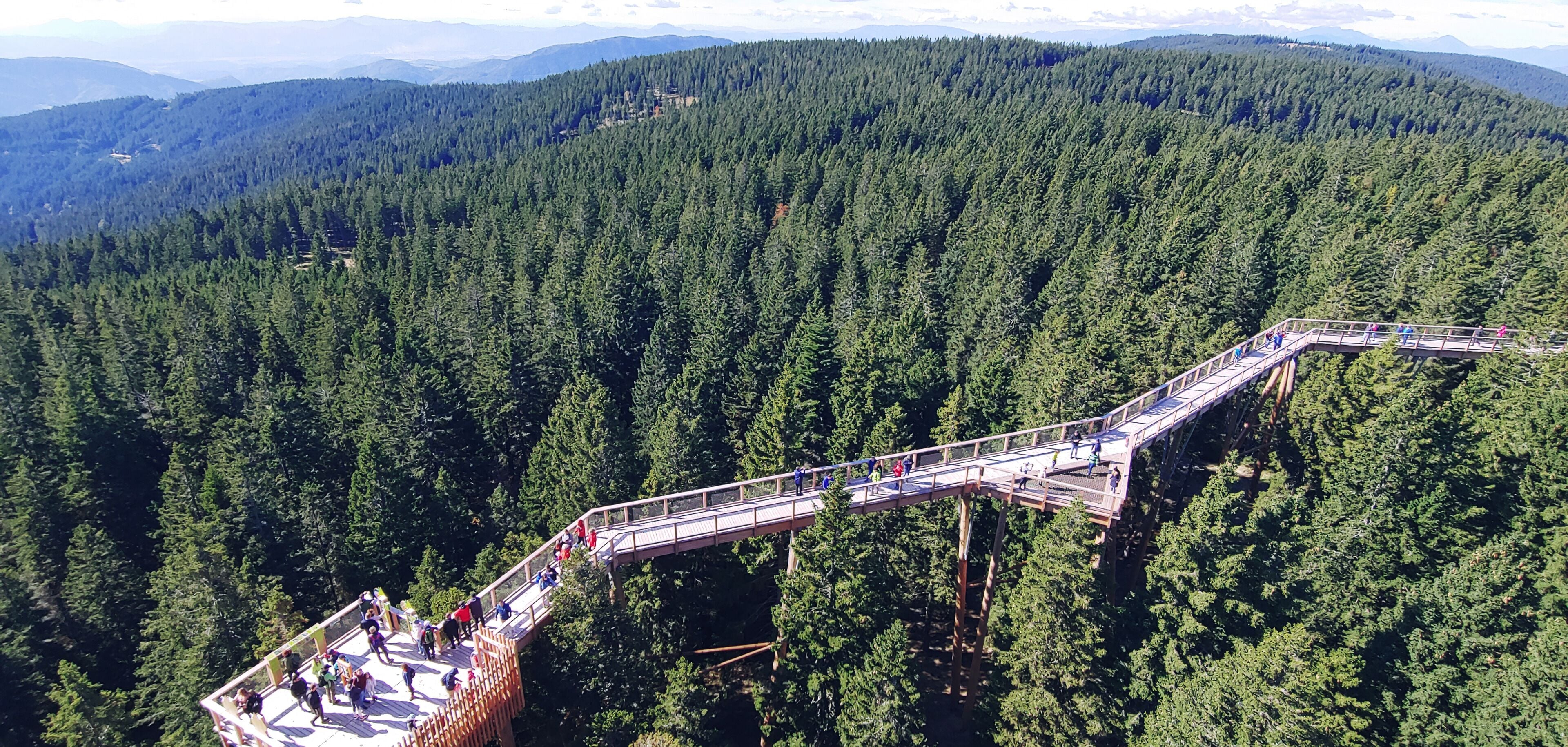 A suspension bridge over a dense forest with a mountainous backdrop.