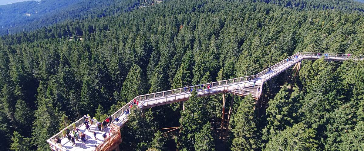 A suspension bridge over a dense forest with a mountainous backdrop.