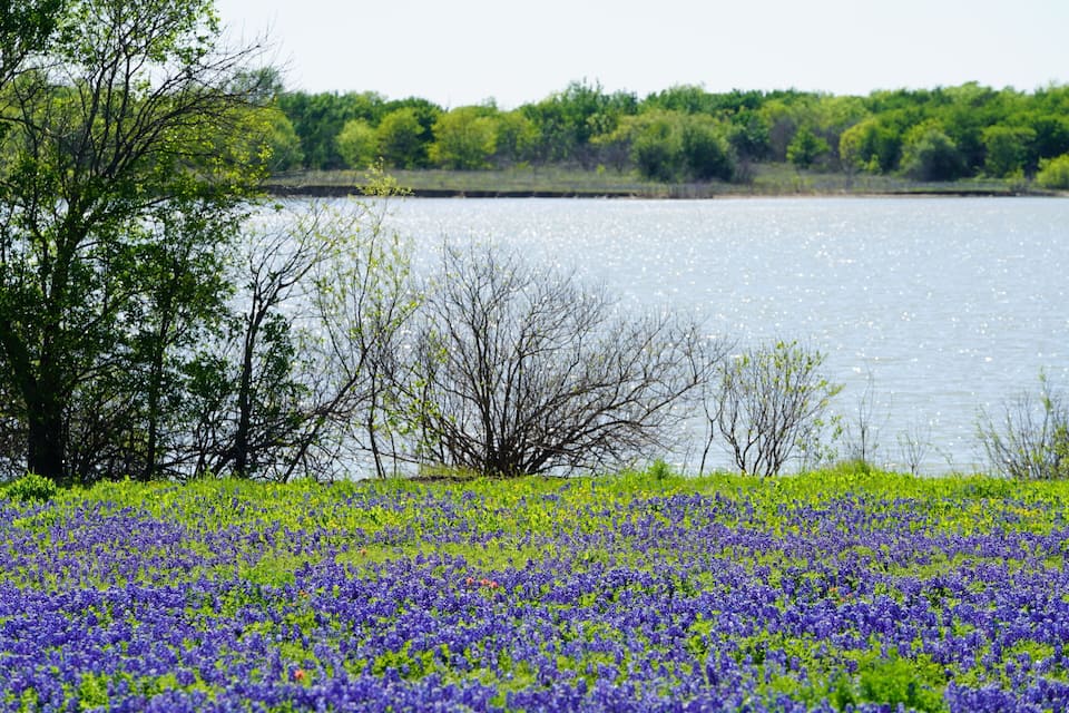 Um campo de flores roxas em frente a um lago com árvores e céu claro.