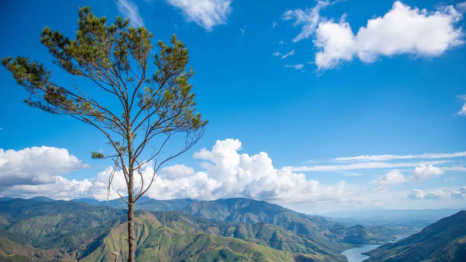 Tree on the mountains background in San Juan de la Maguana , Dominican Republic
