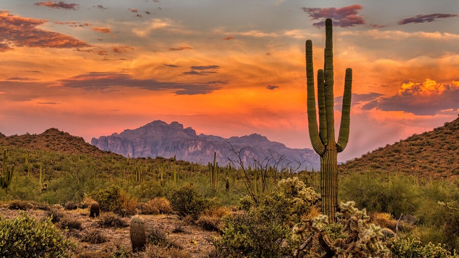 Sonoran Sunset