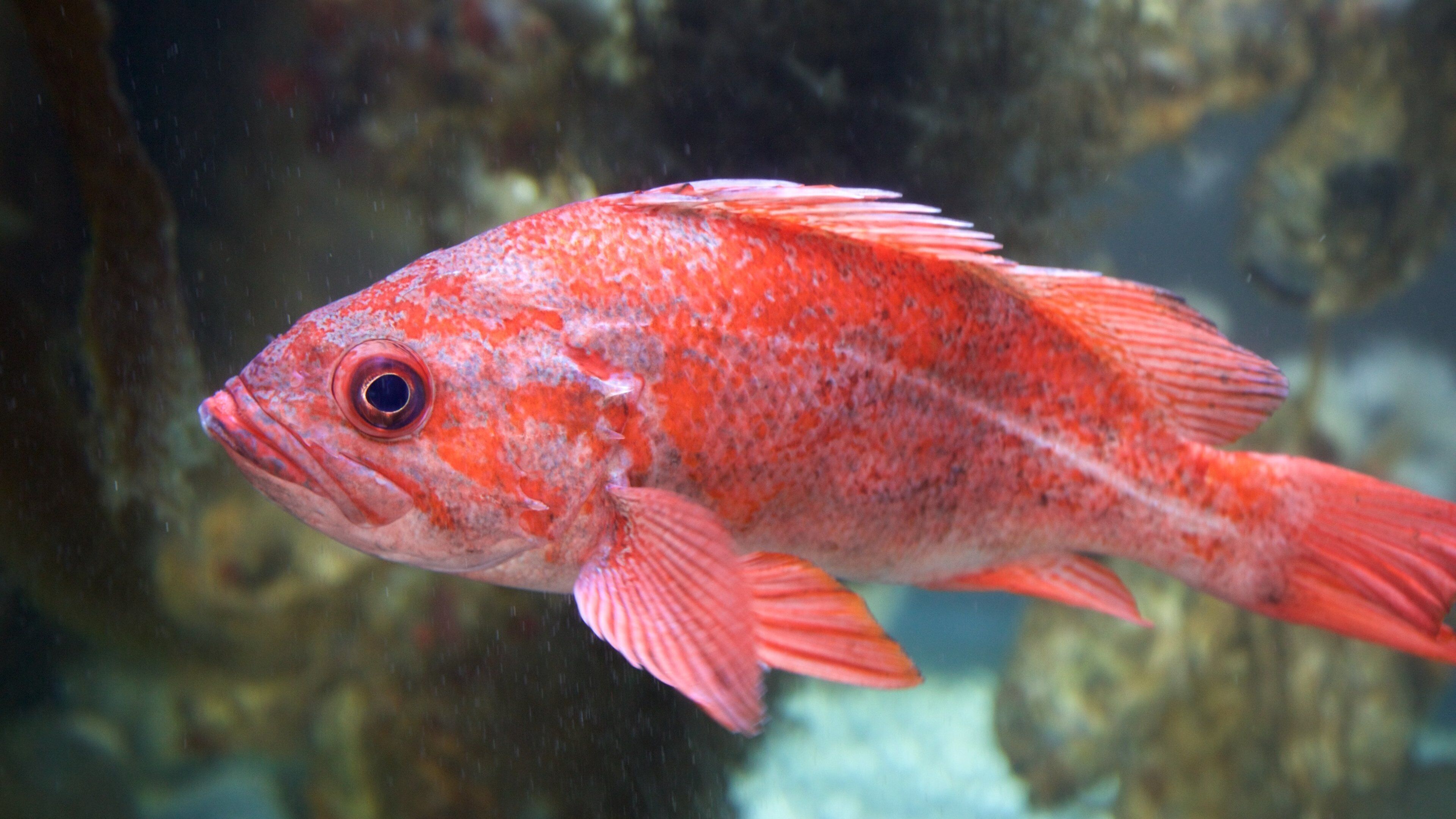 Ucluelet Aquarium showing marine life