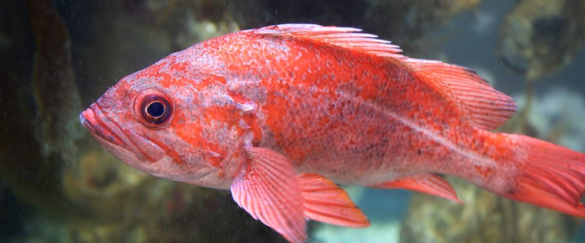 Ucluelet Aquarium showing marine life