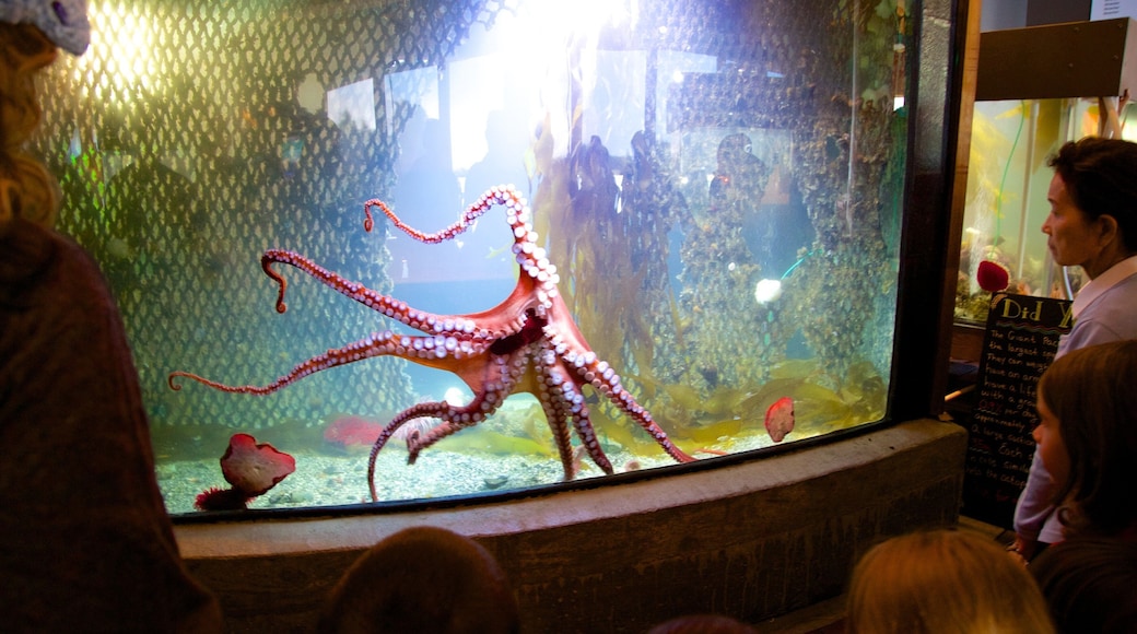 尤克盧利特水族館 呈现出 海洋生物 以及 一小群人